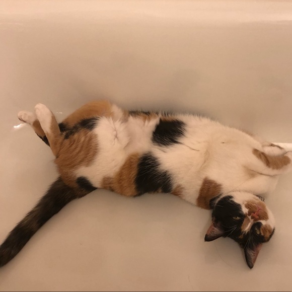 Meet your Posher, Corinne- Crazy Cat Mom - Picture 3 of 6